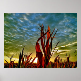 Póster Amanecer en Cornfield