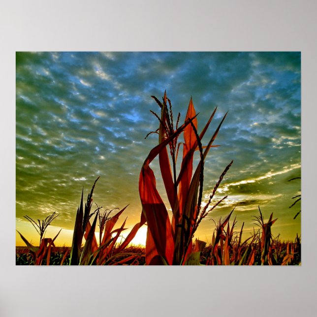 Póster Amanecer en Cornfield (Frente)
