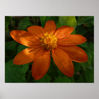 Póster Amanecer en el Naranja floral mexicano del girasol