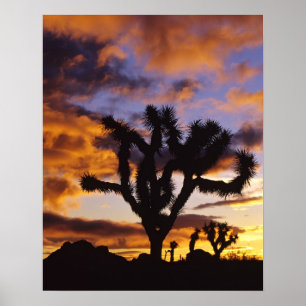 Póster Amanecer Espectacular en el Parque Nacional Joshua