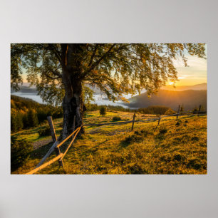 Póster Amanecer oxidado en un bosque