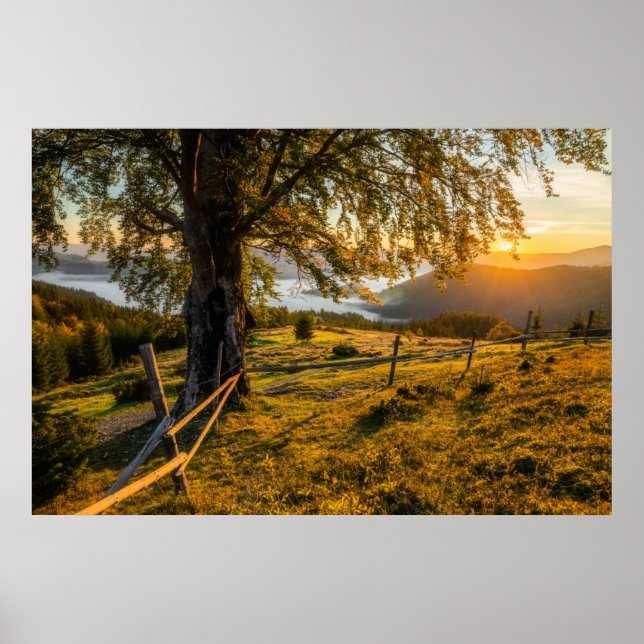Póster Amanecer oxidado en un bosque (Frente)