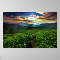 Amanecer sobre la granja de té