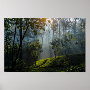 Póster Amanecer sobre Maskeliya: Plantación de té en Sri 