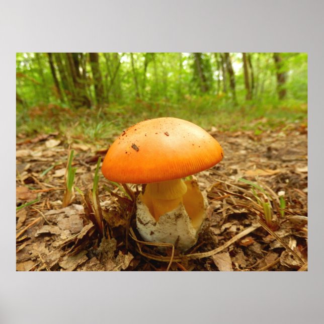 Póster Amanita Caesarea Mushroom (Frente)