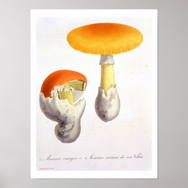 Póster Amanita Caesaria de 'Phytographie Medicale' de J. (Frente)
