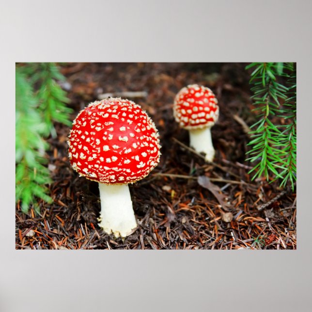 Póster Amanita muscaria (Frente)