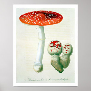 Póster Amanita Muscaria de 'Phytographie Medicale' por J.