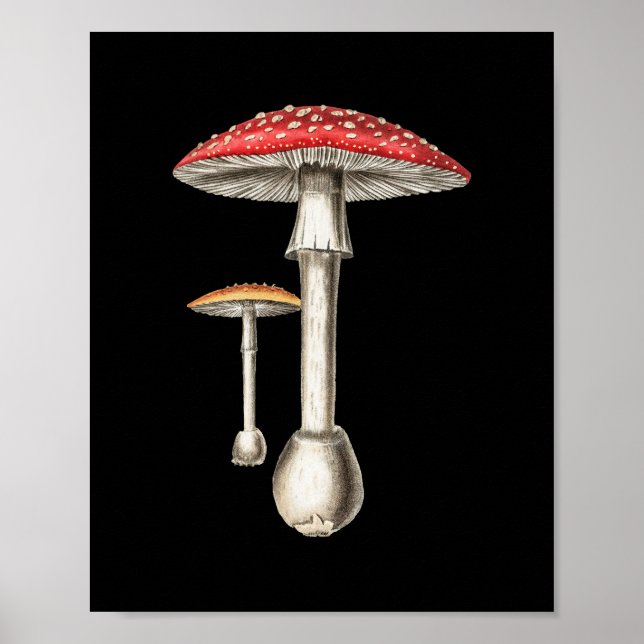 Póster Amanita Muscaria Mushroom Naturaleza Botánica Hong (Frente)