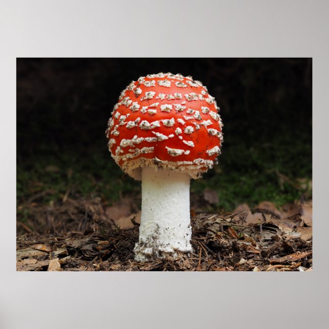 Póster Amanita muscaria var. aureola (Fly Agaric) (Frente)