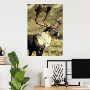 Póster Amante de la fauna del caribú/del reno