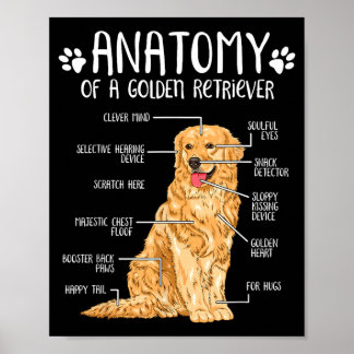 Póster Amante de Perro Retriever Dorado Anatomía Divertid