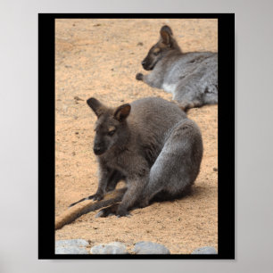 Póster Amantes de la naturaleza de Valabies Fuerteventura