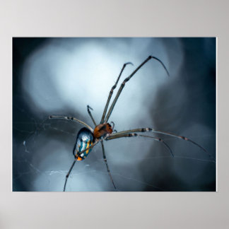 Póster Amantes de Spider | Araña De Belleza Con Webs