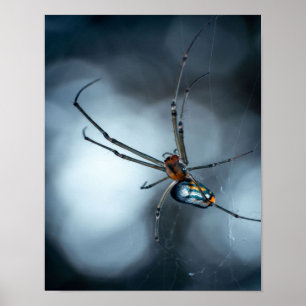 Póster Amantes de Spider   Araña De Belleza Con Webs