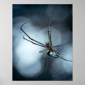 Póster Amantes de Spider | Araña De Belleza Con Webs
