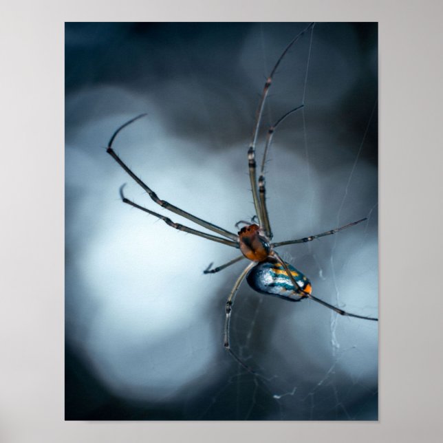 Póster Amantes de Spider | Araña De Belleza Con Webs (Frente)