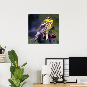 Póster Amantes del pájaro de la curruca de Cape May