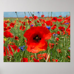 Póster Amapola