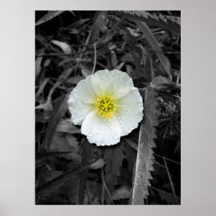 Póster Amapola blanca después de la lluvia