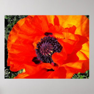 Póster Amapola californiana