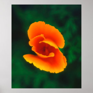 Póster Amapola de California