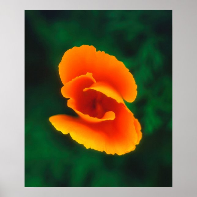 Póster Amapola de California (Frente)