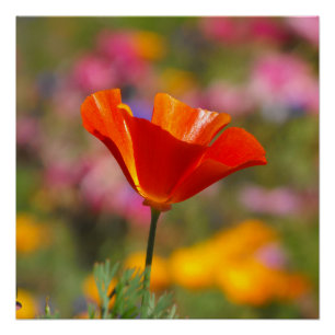 Póster Amapola de California