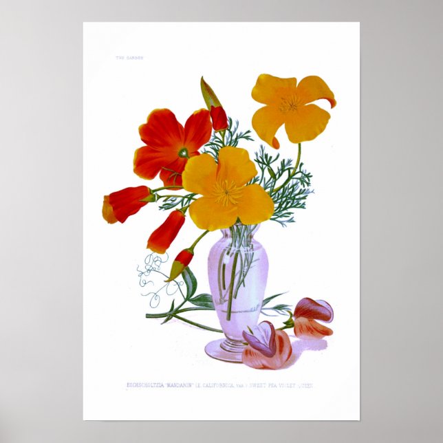 Póster Amapola de California (Escherzia californica) (Frente)