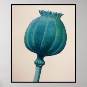 PÓSTER AMAPOLA DE OPIO