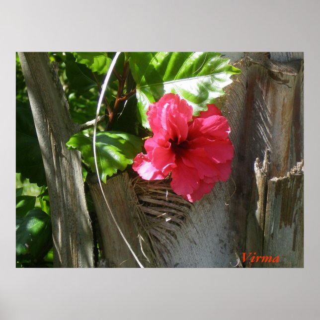 Póster Amapola enamorada del palmar (Frente)