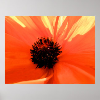 Póster amapola naranja