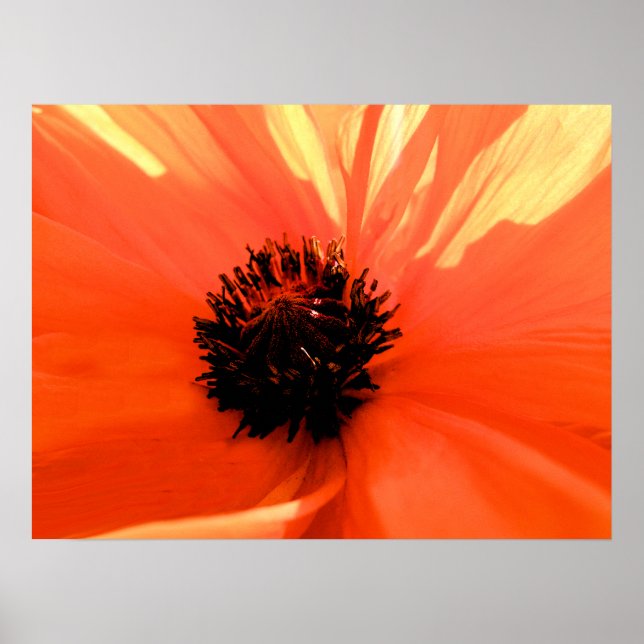 Póster Amapola naranja (Frente)