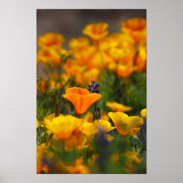 Póster amapola oculta