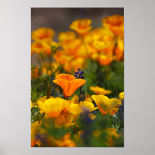 Póster amapola oculta