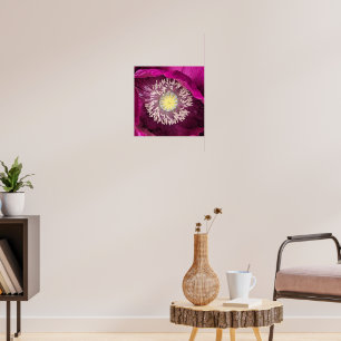 Póster Amapola Oriental Floral Rosa Oscuro