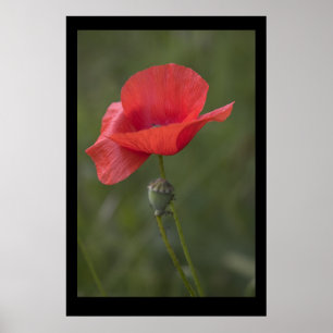 Póster Amapola. Poster por el cARTerART