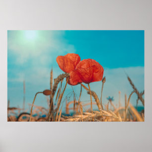 Póster Amapola Roja  -