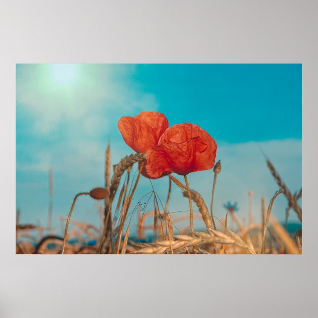 Póster Amapola Roja  - (Frente)
