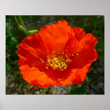 Amapola Roja de Alaska Flor Colorida