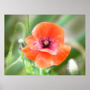 Póster Amapola roja de Flandes