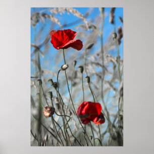 Póster Amapola Roja - Floración en el Cielo