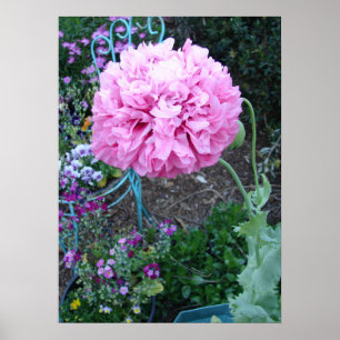 Póster Amapola Rosa Poppies Flor Floral Jardín Primavera