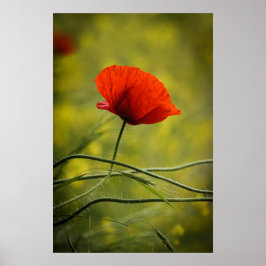 Póster Amapola Sencilla