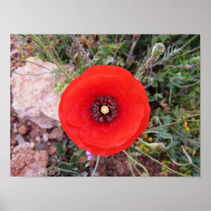 Póster Amapola silvestre