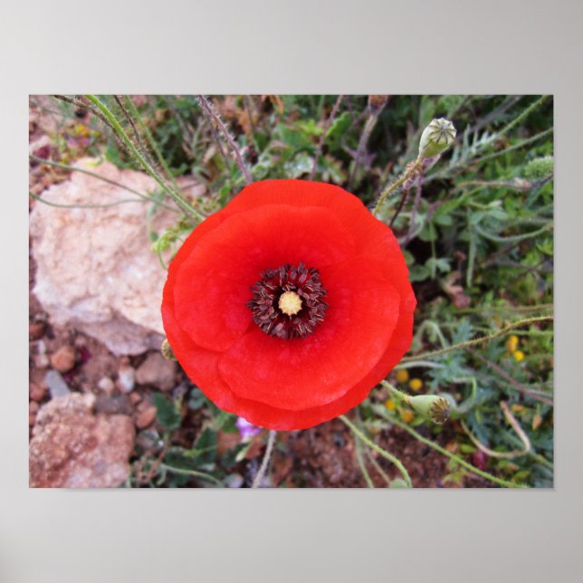 Póster Amapola silvestre (Frente)