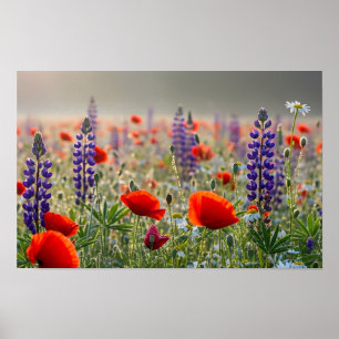 Póster Amapola silvestre y prado de lupino al amanecer