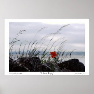 Póster Amapola solitaria