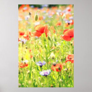 Póster Amapola sueño