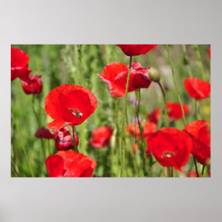 Póster Amapolas